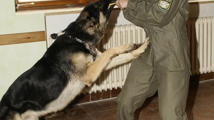 20 Monate alt ist Irax, der sich mit seiner Diensthundeführerin Carolin Klein demnächst der Prüfung in Herzogenaurach stellen wird. Bei der Übung in Unterschleichach zeigte der Hund, was er kann.  Fotos:  sw