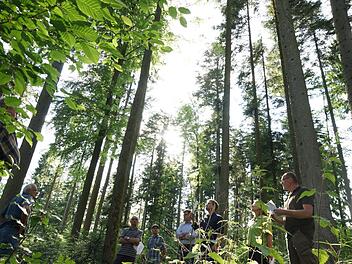 So sieht guter Wald aus: Von oben bis unten ist alles grün, wie sich die Teilnehmer des Waldbegangs überzeugen können. Foto: Arkadius Guzy