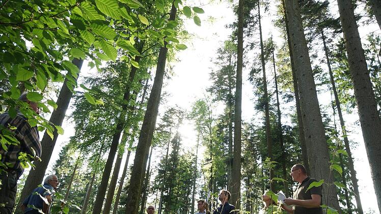 So sieht guter Wald aus: Von oben bis unten ist alles grün, wie sich die Teilnehmer des Waldbegangs überzeugen können. Foto: Arkadius Guzy