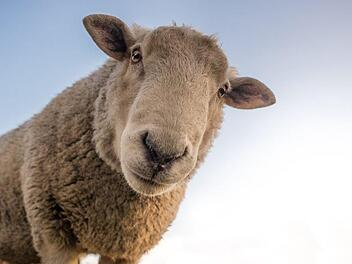 Vier Fälle einer quälerischen Schafmisshandlung kosten einen 51-Jährigen  aus Fürth jetzt 1800 Euro Geldstrafe. Symbolbild: Skitterphoto/Pixabay
