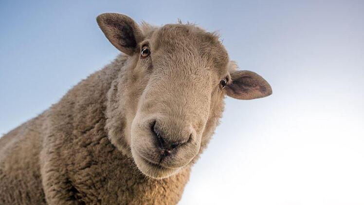 Vier Fälle einer quälerischen Schafmisshandlung kosten einen 51-Jährigen  aus Fürth jetzt 1800 Euro Geldstrafe. Symbolbild: Skitterphoto/Pixabay