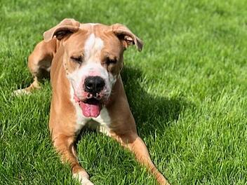 Tierheim Hersbruck: Hund Hulk braucht ein Vorweihnachtswunder - "Bitte helft uns"