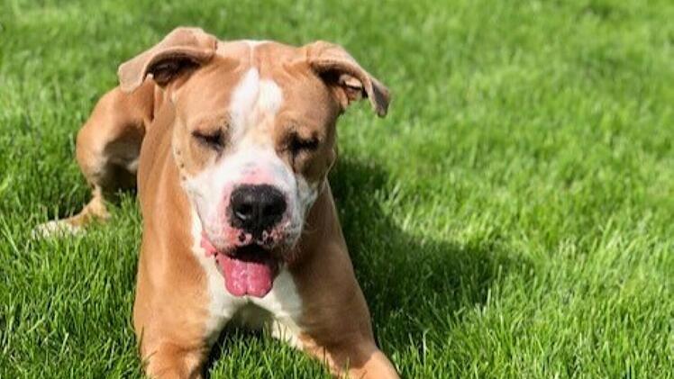 Tierheim Hersbruck: Hund Hulk braucht ein Vorweihnachtswunder - "Bitte helft uns"
