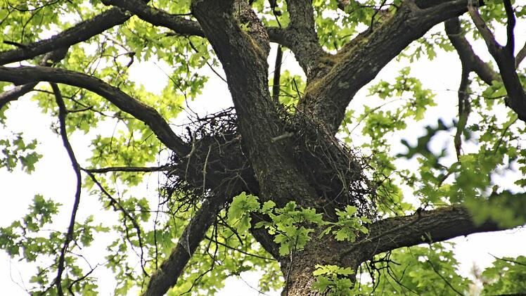 In gut 20 Meter Höhe hat ein Habicht seinen Horst in eine Astgabel gebaut.  Foto: Helmut Will