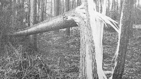 Keine Seltenheit: Wie Streichhölzer wurden die Bäume von "Wiebke" umgeknickt.  Foto: Hans Grün / Repro: Hofbauer