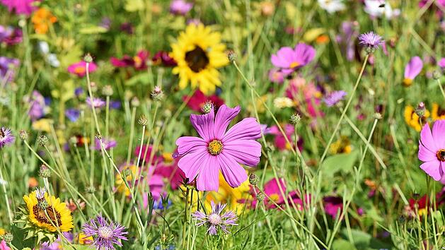 Die Vielfalt der Pflanzenwelt fasziniert. Mit kostenlosen Pflanzenbestimmungs-Apps lassen sich Blumen, Sträucher und Co. mit nur einem Schnappschuss identifizieren.