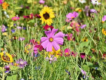 Die Vielfalt der Pflanzenwelt fasziniert. Mit kostenlosen Pflanzenbestimmungs-Apps lassen sich Blumen, Sträucher und Co. mit nur einem Schnappschuss identifizieren.