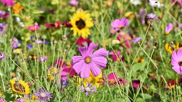 Die Vielfalt der Pflanzenwelt fasziniert. Mit kostenlosen Pflanzenbestimmungs-Apps lassen sich Blumen, Sträucher und Co. mit nur einem Schnappschuss identifizieren.