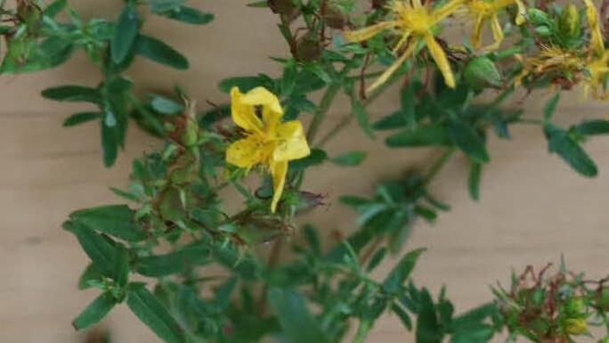 Johanniskraut: Ist im August meist schon am abblühen. Wirkt sich unter anderem positiv auf Atemwege und Nervensystem aus. Wird deswegen gegen Depressionen eingesetzt.