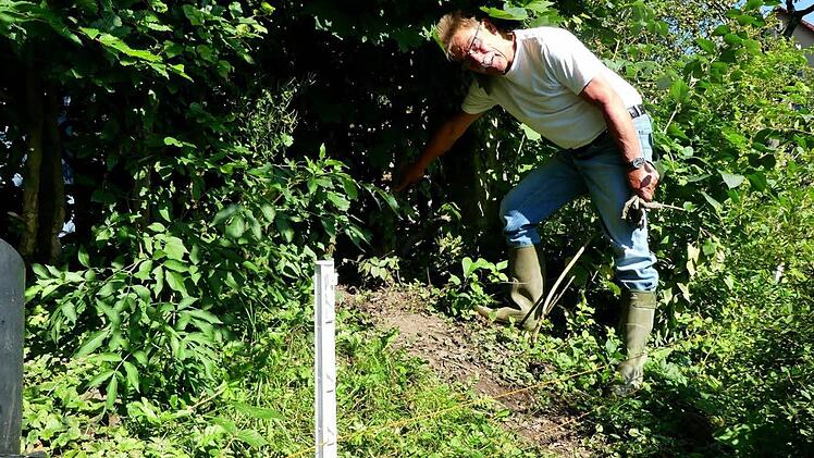 Helmut Löffler zeigt die Stelle in seiner Hainbuchen-Hecke, an der sich Justin sofort wieder zu schaffen machte, als die Batterie des Elektrozaunes leer war. Foto: Dieter Hübner
