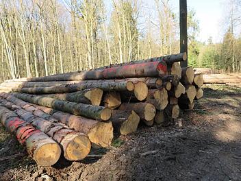 Käferholz im großen Waldgebiet an der Dornig-Südseite: Rund 20 Meter lange Fichtenstämme warten auf den Abtransport.
