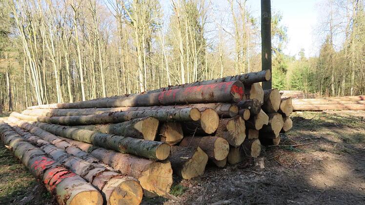 Käferholz im großen Waldgebiet an der Dornig-Südseite: Rund 20 Meter lange Fichtenstämme warten auf den Abtransport.