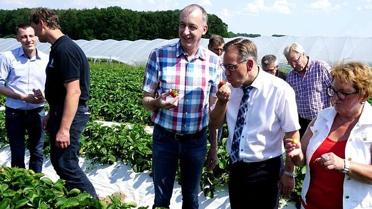Getestet und für gut befunden: Evi Derrer, Alexander Tritthart und Konrad Kreß (v. r.) genießen frische Erdbeeren.    Foto: Richard Sänger