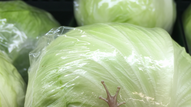 Mann will sich ein Sandwich mit Aldi-Salat machen - in der Packung lebt großes Tier