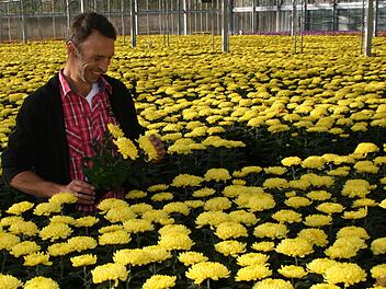 Pudelwohl fühlt sich Gärtnereibesitzer Herbert Eichelmann in dem gelben Meer blühender Chrysanthemen. Fotos:  Pfannes