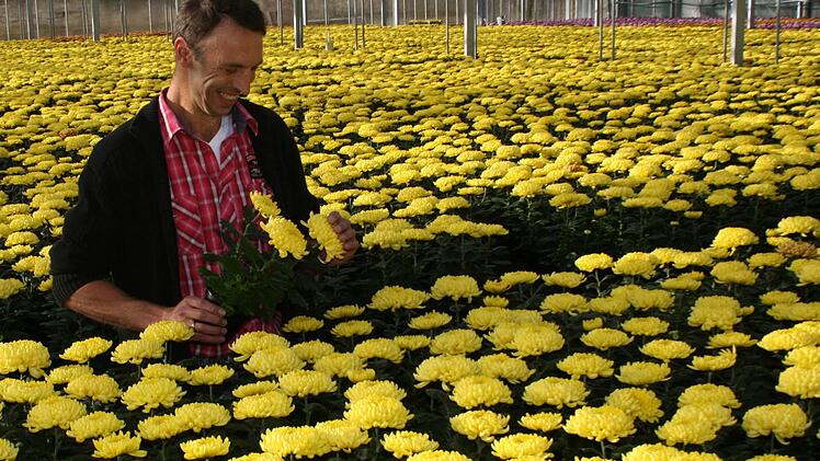 Pudelwohl fühlt sich Gärtnereibesitzer Herbert Eichelmann in dem gelben Meer blühender Chrysanthemen. Fotos:  Pfannes