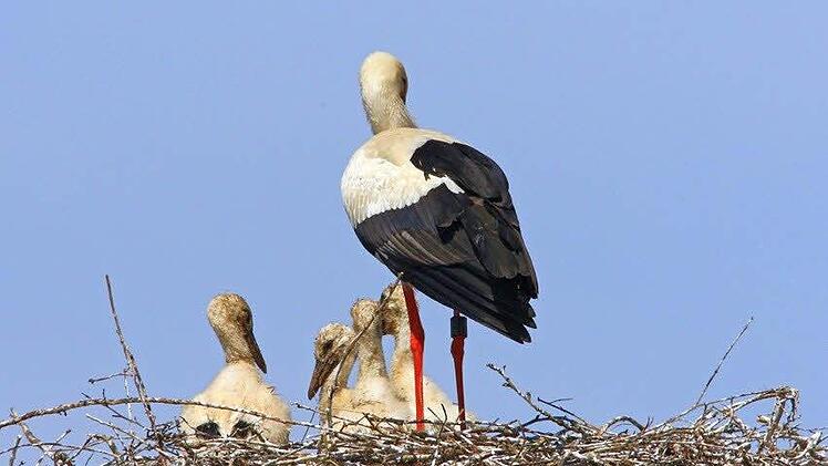 In Kaltenbrunn sind drei junge Störche auf die Welt gekommen. Foto: Hans-Peter Schönecker