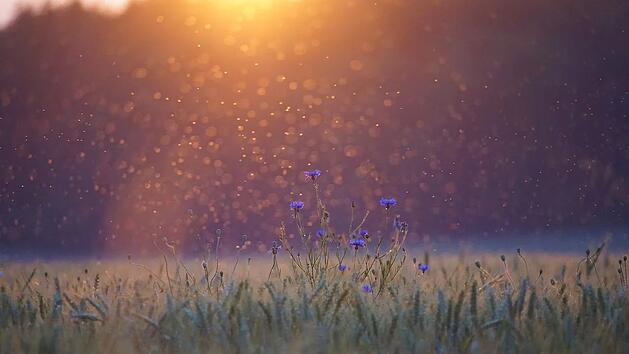 M&uuml;ckenschwarm Kornblume