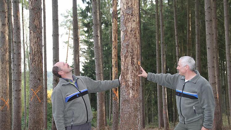 Oliver Kröner (li.) vom Amt für Ernährung, Landwirtschaft und Forsten Coburg und Revierförster Wolfgang Weiß (re.) deuten auf eine vom Borkenkäfer befallene Fichte.  Foto: Gerda Völk