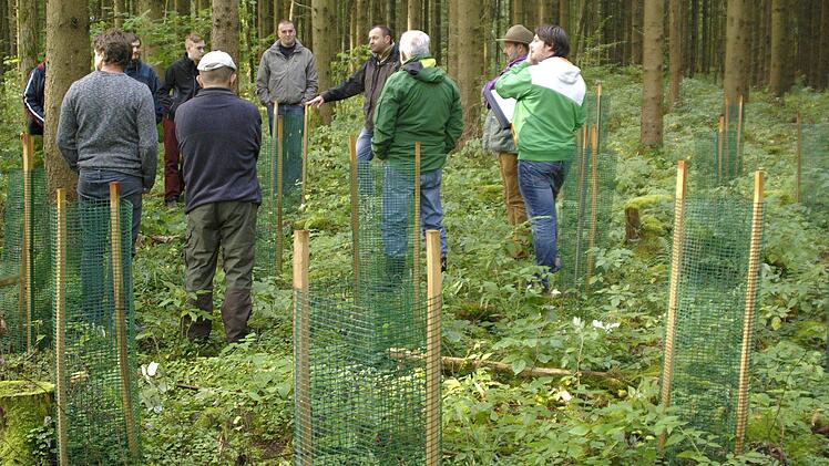 Der Wald ist dank intensiver Pflege und nachhaltiger, fachlicher Forstwirtschaft der Stolz der Gemeinde. Förster Rainer Breunig (Mitte) informierte beim Waldbegang über erledigte und anstehende Maßnahmen. Foto: Winfried Ehling