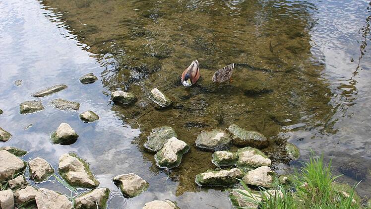 Auch die Enten fühlen sich im schön gestaltetenn Ortskern wohl.Foto: Anette Schreiber