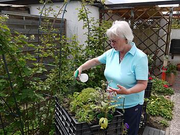 Ohne Bücken geht Gießen auch, beweist Marianne König aus Hemhofen.   Fotos: Pauline Lindner