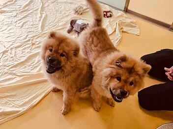 Tierheim Nürnberg sucht Zuhause für Chow-Chow-Welpen - "ihren Haltern abgenommen"