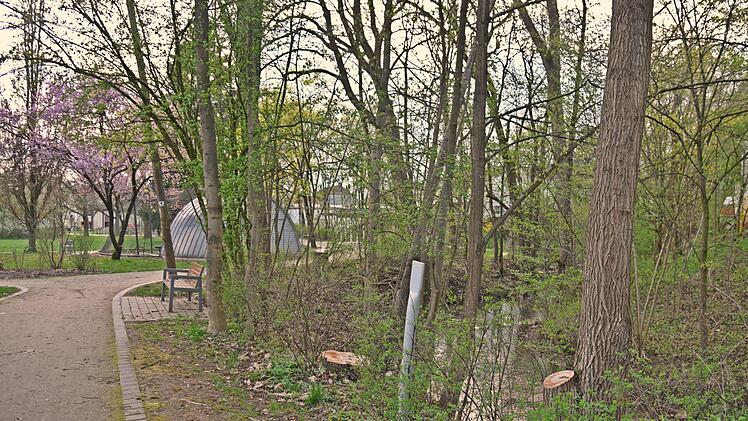 Die Baumfällungen im Schlosspark entlang des Bachs sind im Gemeinderat auf Kritik gestoßen. Künftig soll die Untere Naturschutzbehörde des Landratsamtes Coburg vorher gehört werden. Foto: Gabi Arnold