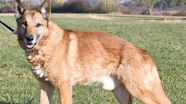 Mit seinen knapp elf Jahren geh&ouml;rt der Belgische Sch&auml;ferhundmix (Malinois) Nanuk zwar schon zu den "Hundeopis", dennoch hofft er, einen neuen, liebevollen Besitzer zu finden.  Foto: Tierheim Kronach