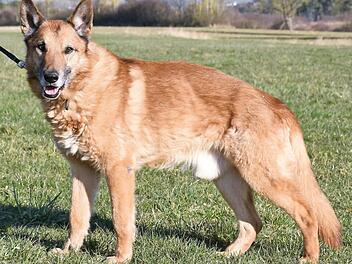 Mit seinen knapp elf Jahren gehört der Belgische Schäferhundmix (Malinois) Nanuk zwar schon zu den "Hundeopis", dennoch hofft er, einen neuen, liebevollen Besitzer zu finden.  Foto: Tierheim Kronach