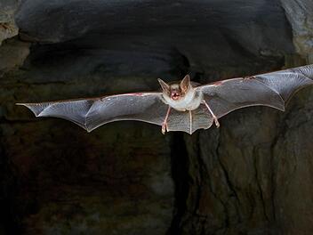 Großes Mausohr Foto: epd