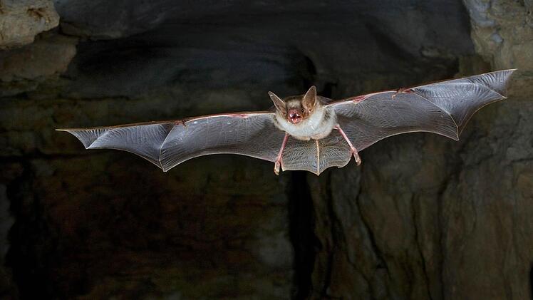 Großes Mausohr Foto: epd