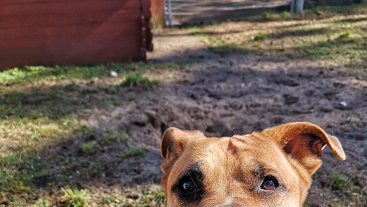 Tierheim Nürnberg: Hund Charly will "letzte Sonnenstrahlen" woanders genießen