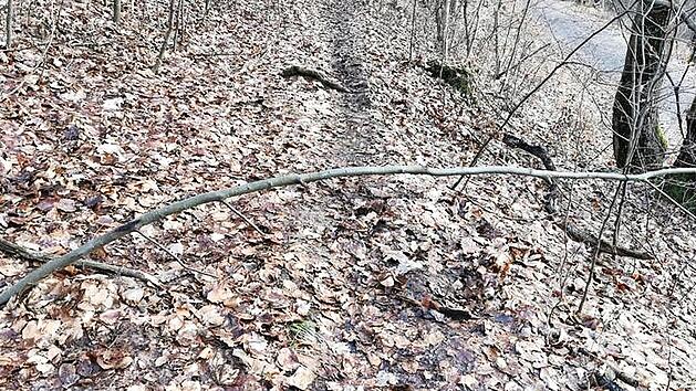 Bäume als Sturzfalle bringen leben in Gefahr.