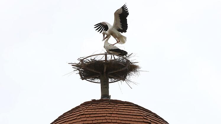 Vor wenigen Tagen sind wieder Störche auf dem Mönchsturm gelandet. Foto: Christian Fenn