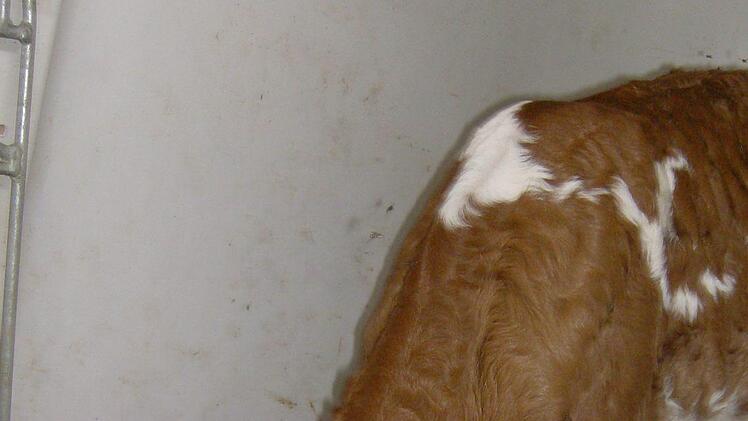 Ein neugeborenes Kälbchen bei Hänflings