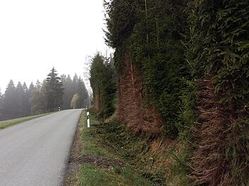 Die Bäume an der Ortsverbindungsstraße Tettau - Kleintettau in Richtung Tropenhaus missfallen etlichen Gemeinderäten.  Foto: Veronika Schadeck