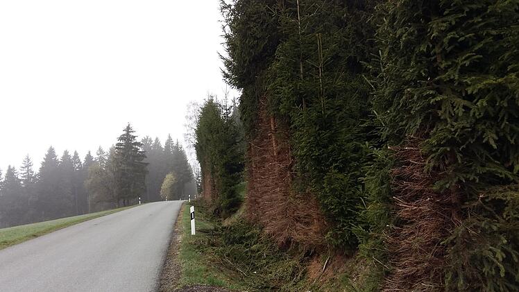 Die Bäume an der Ortsverbindungsstraße Tettau - Kleintettau in Richtung Tropenhaus missfallen etlichen Gemeinderäten.  Foto: Veronika Schadeck
