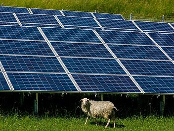 Alle Argumente für die geplanten Photovoltaik-Flächen von Manuel Zeller halfen nichts: Der Maßbacher lehnt diese Anlagen künftig grundsätzlich ab. Das Bild entstand in Durach, wo Schafe ein solches Kraftwerk beweiden. Ralf Lienert
