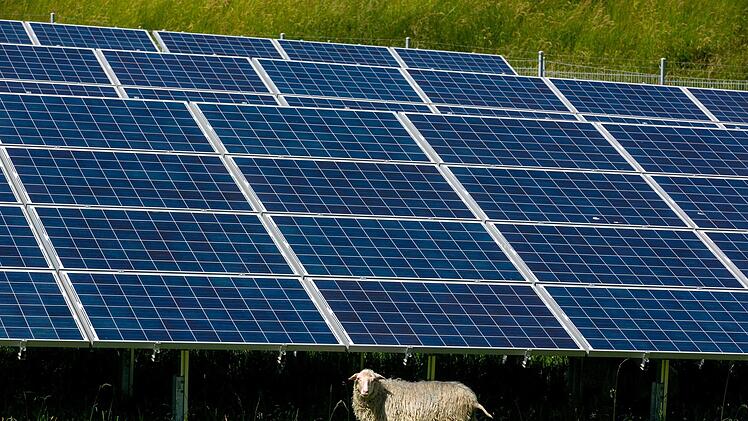 Alle Argumente für die geplanten Photovoltaik-Flächen von Manuel Zeller halfen nichts: Der Maßbacher lehnt diese Anlagen künftig grundsätzlich ab. Das Bild entstand in Durach, wo Schafe ein solches Kraftwerk beweiden. Ralf Lienert