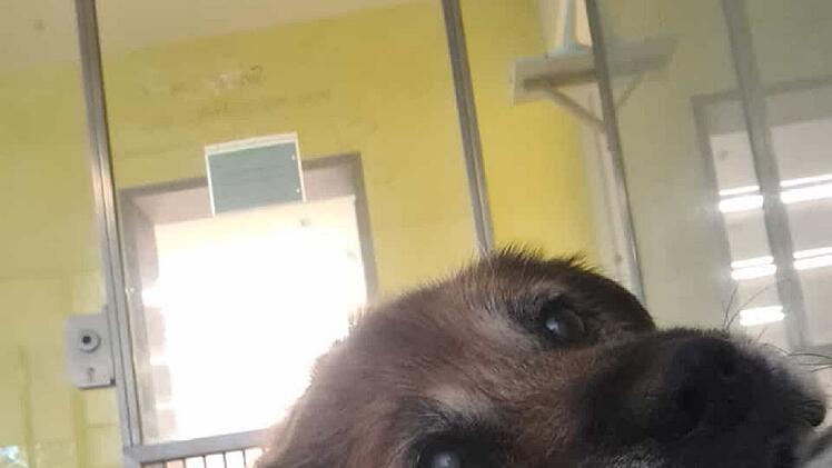 Tierheim Nürnberg: Not-OP rettete Hund Tommy das Leben - nun hofft er auf ein Happy End