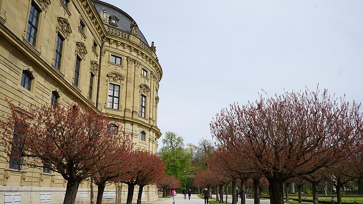 Kirschbäume im Hofgarten der Würzburger Residenz
