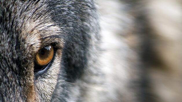 Auge Wolf Tier Unfall