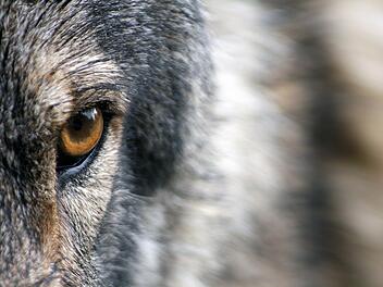 Auge Wolf Tier Unfall