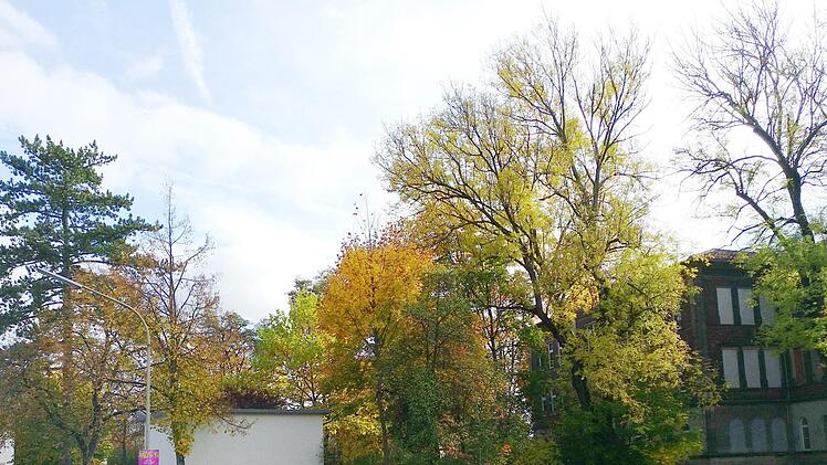 Das Fällen des Baumbestandes am bisherigen VHS-Park tut den Stadträten weh. Andererseits hat man evtl. sogar eine Verbesserung in Sicht. Foto: K.-H. Hofmann