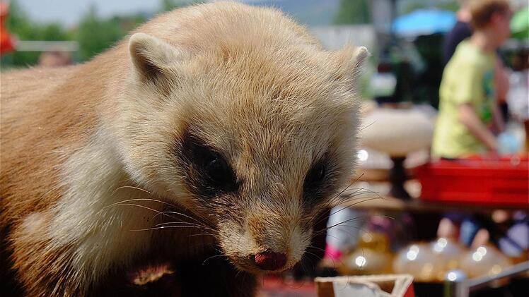 Den Marder gab es als ausgestopftes Modell.Foto: Gerd Schaar