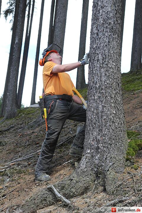 Voloprojekt: Baum fällt
