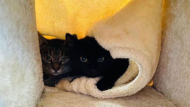 Katzen Winnie und Pooh aus Tierheim Bamberg brauchen verst&auml;ndnisvolles Zuhause