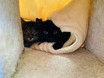 Katzen Winnie und Pooh aus Tierheim Bamberg brauchen verständnisvolles Zuhause