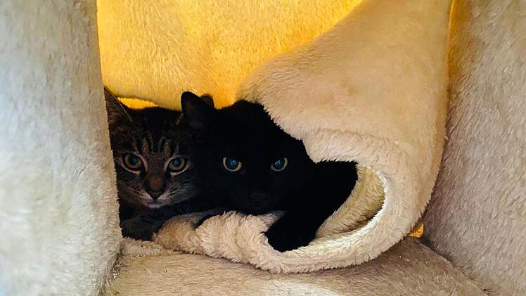 Katzen Winnie und Pooh aus Tierheim Bamberg brauchen verständnisvolles Zuhause